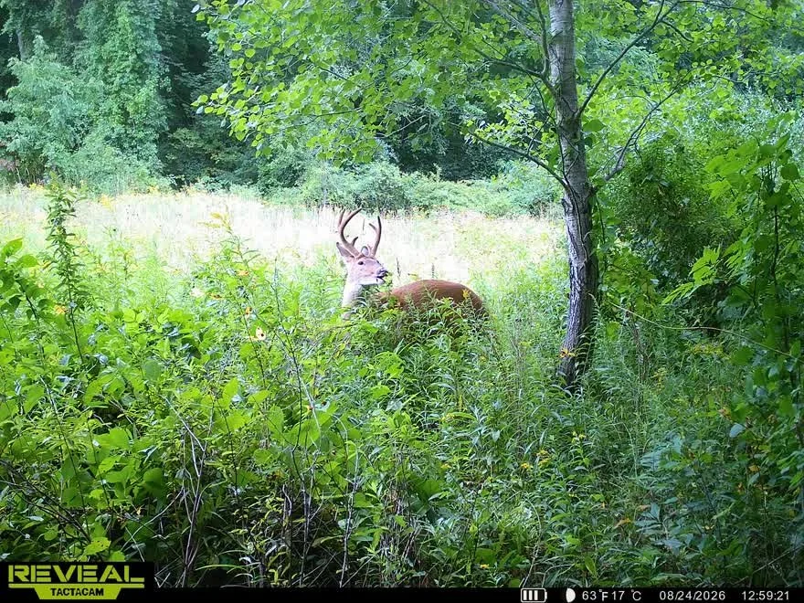 A deer with antlers standing in a green, dense forest with tall grass and trees.