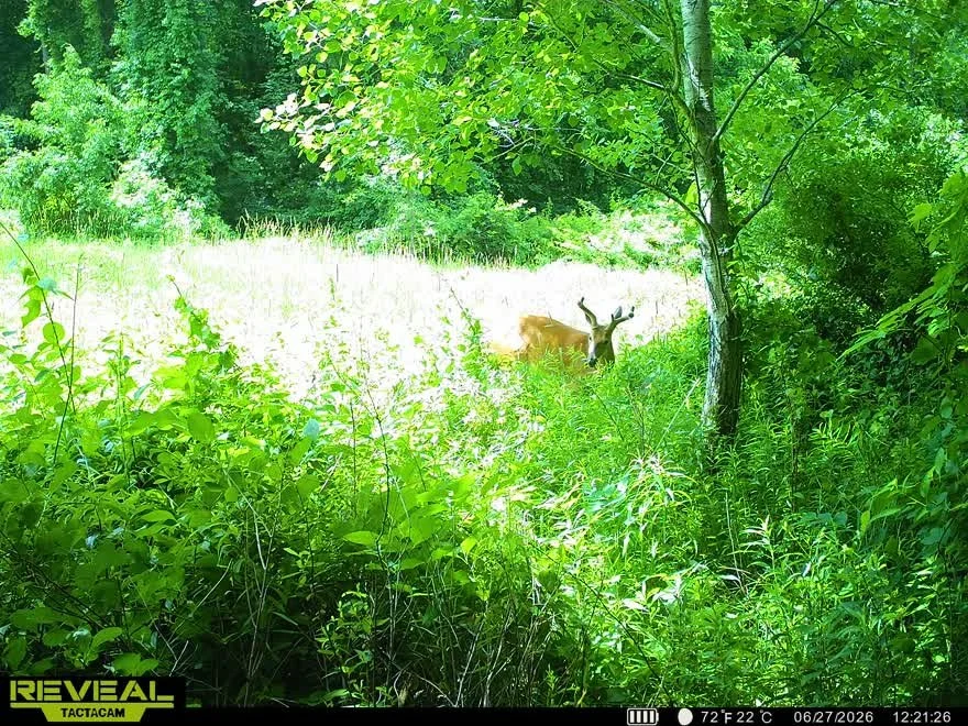 Deer standing in a lush, green forest clearing with trees and dense foliage around.