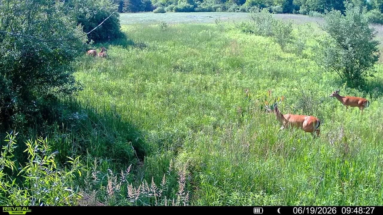 A few deer grazing in a green grassy field with trees and bushes in the background.