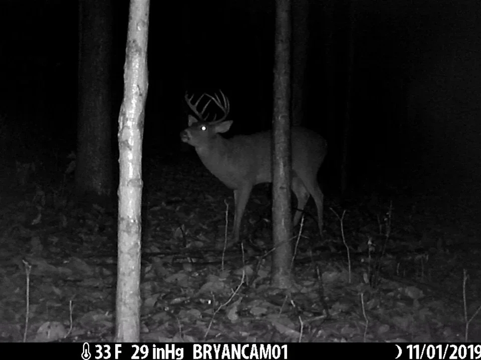 Trail camera image documenting Michigan whitetail deer activity used for population monitoring and hunt planning.