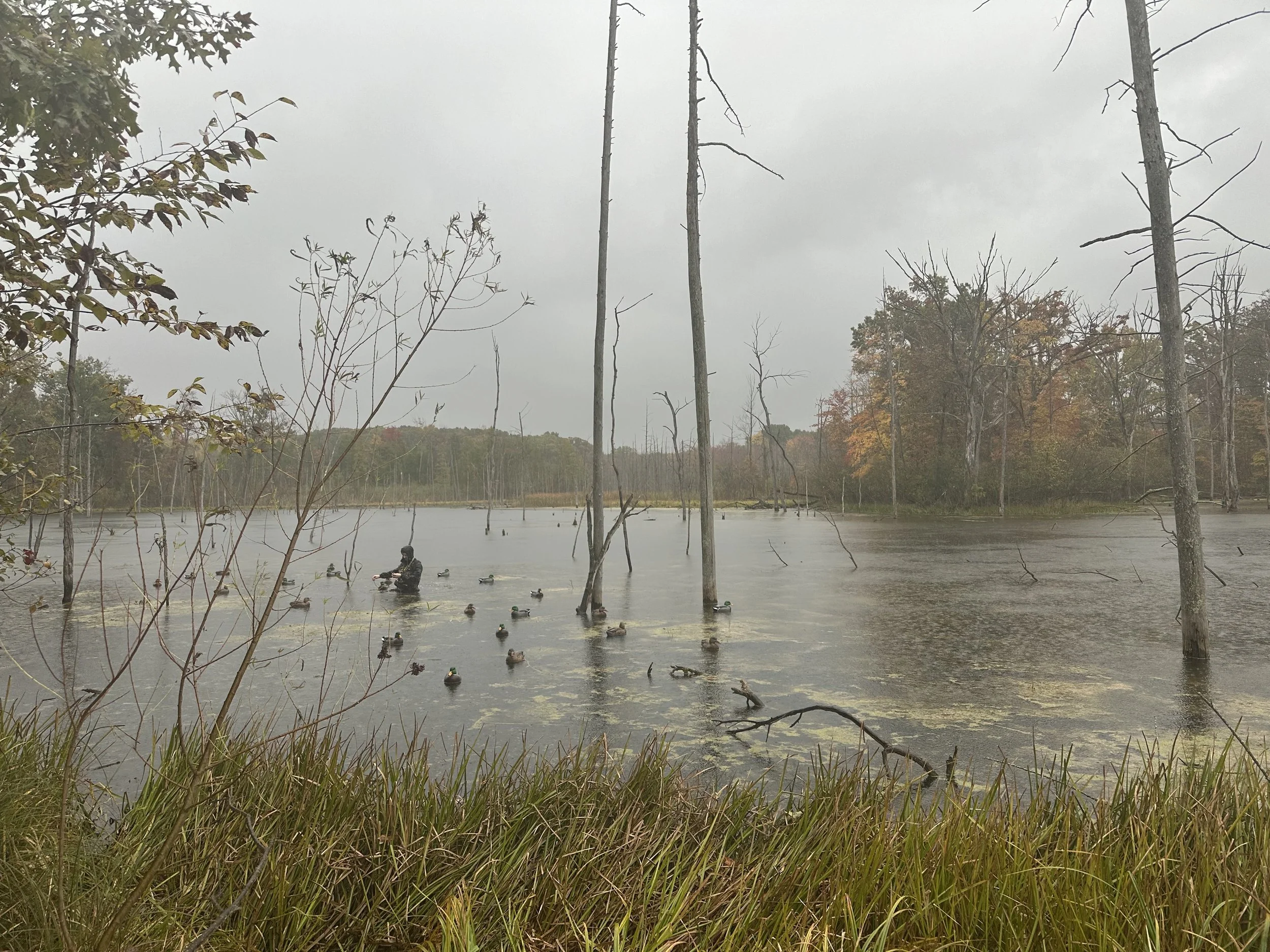 Waterfowl hunting setup with duck decoys in a Michigan pond, representing guided hunts coming soon.