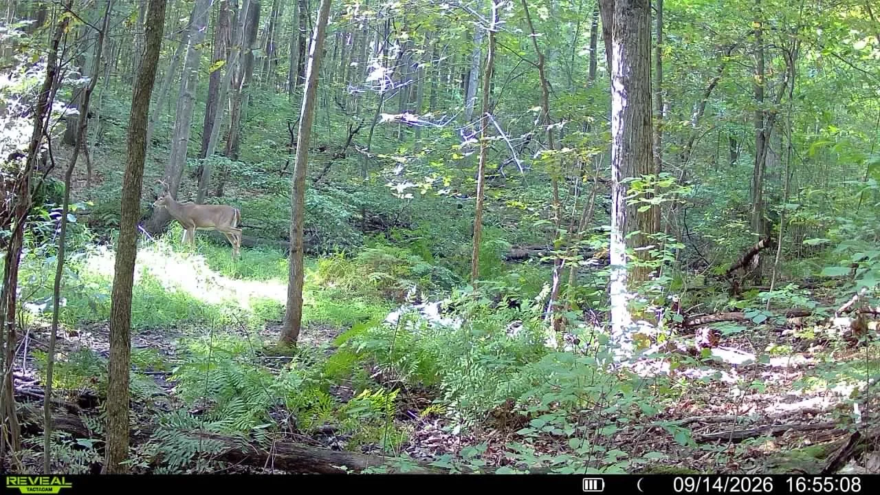 A deer standing in a sunlit forest clearing surrounded by trees and green foliage.