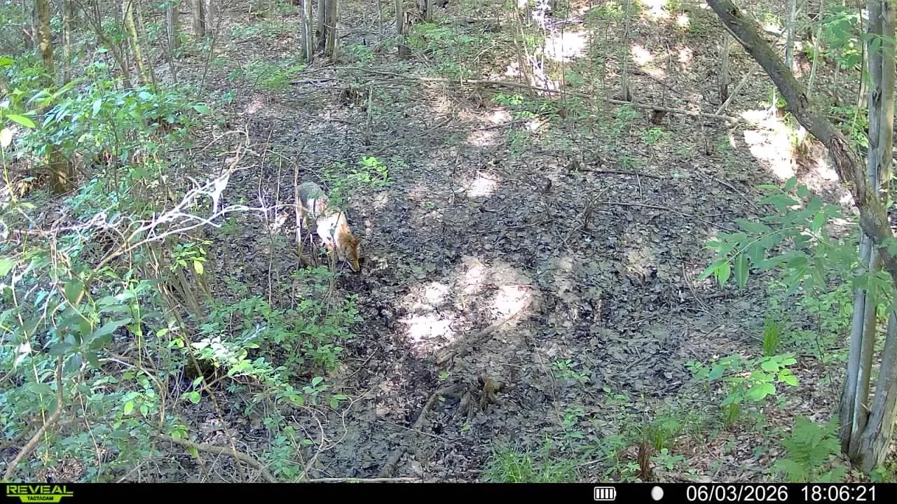 A forest scene with a coyote walking downhill on a dirt trail surrounded by green bushes and trees.