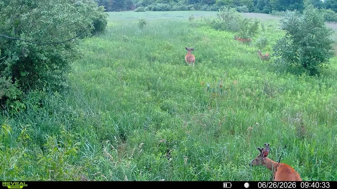 Multiple deer grazing in tall green grass near bushes with trees in the background during daytime.