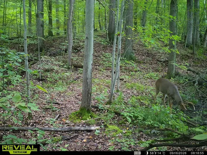 A deer with antlers grazing in a lush, green wooded forest.