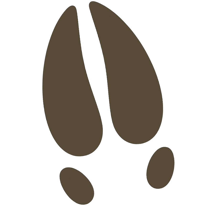 Deer track.