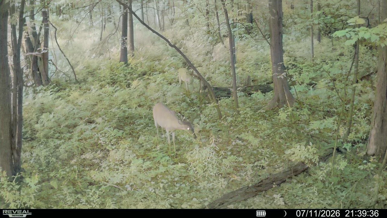 Two deer in a wooded forest at night, with one grazing and reflected eyes