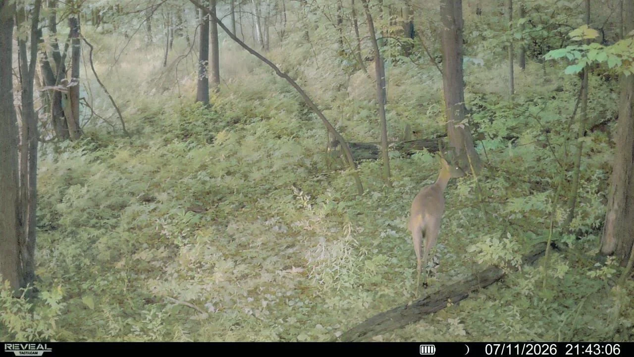 A deer standing in a dense forest with tall trees and green foliage.