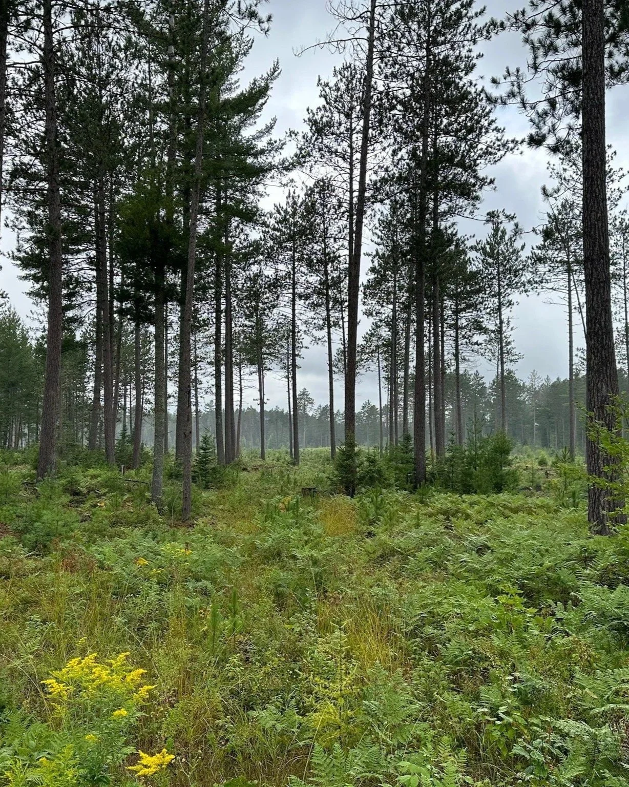 Michigan forest habitat illustrating mixed cover and understory conditions relevant to wildlife management.