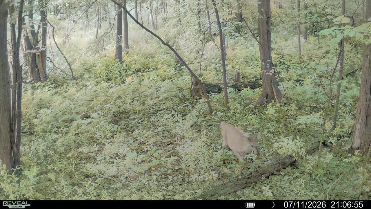 Deer running through a dense wooded forest with green foliage and tall trees.