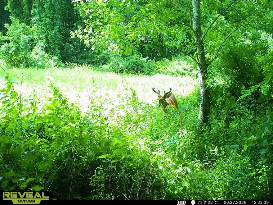 A deer standing in a lush green forest clearing with dense foliage, trees, and sunlight filtering through the leaves.