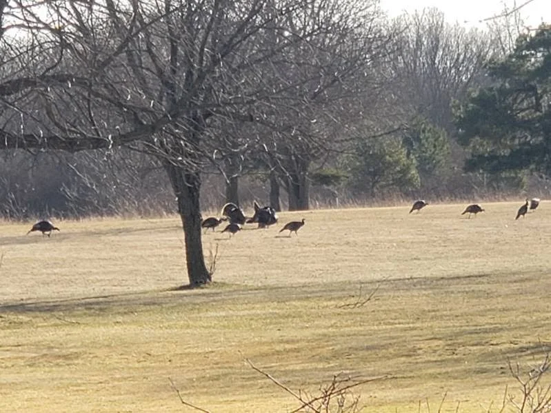 Wild turkey flock feeding and strutting in an open field during early spring in Michigan.