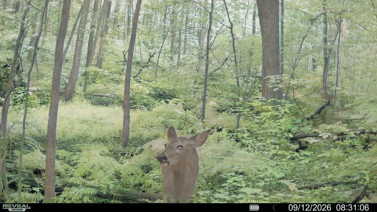 Photo of a deer in a forest with green trees and underbrush, captured in the early morning.