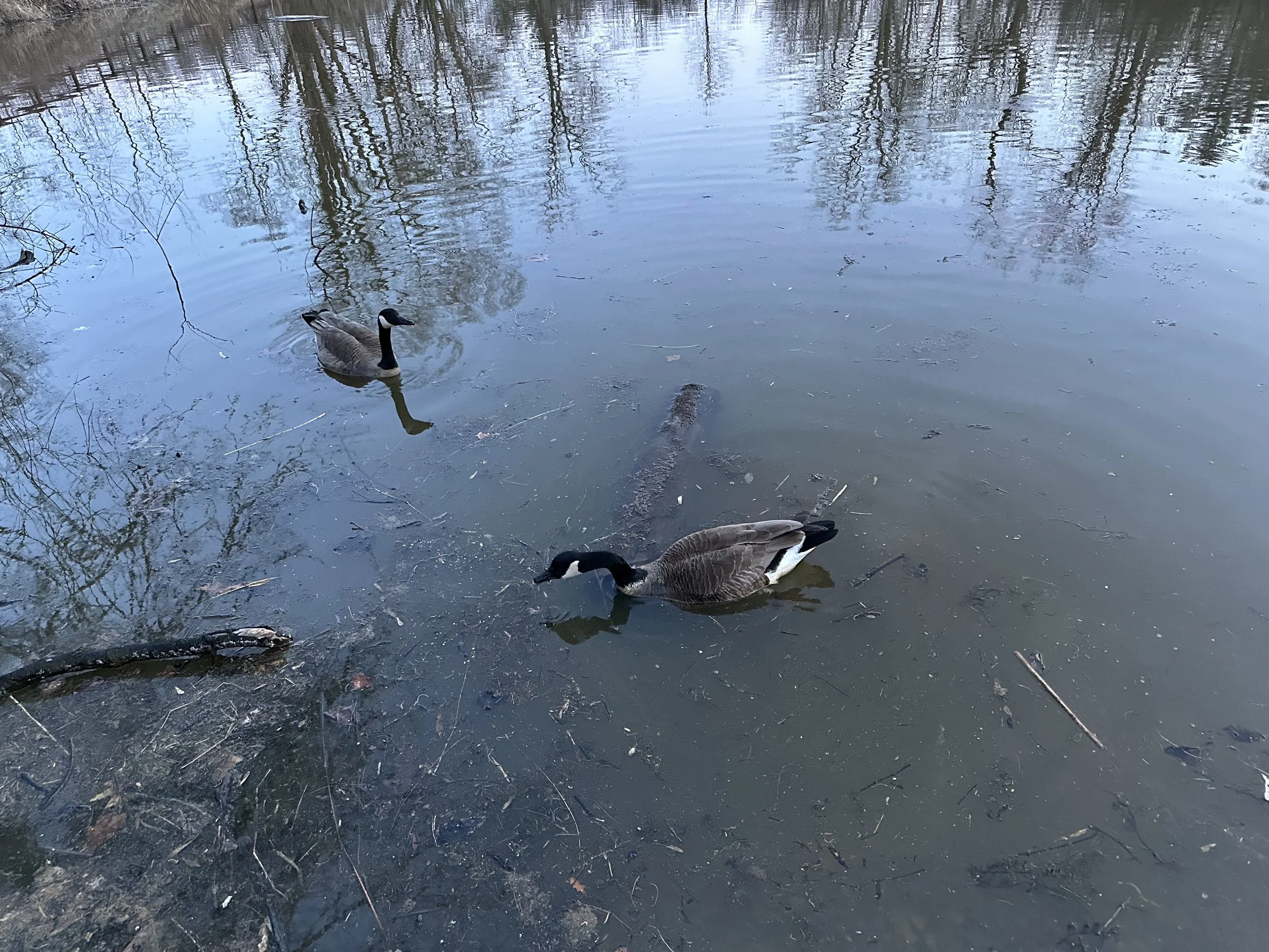 Canada geese observed on a Michigan water body, representing future guided waterfowl hunting opportunities.