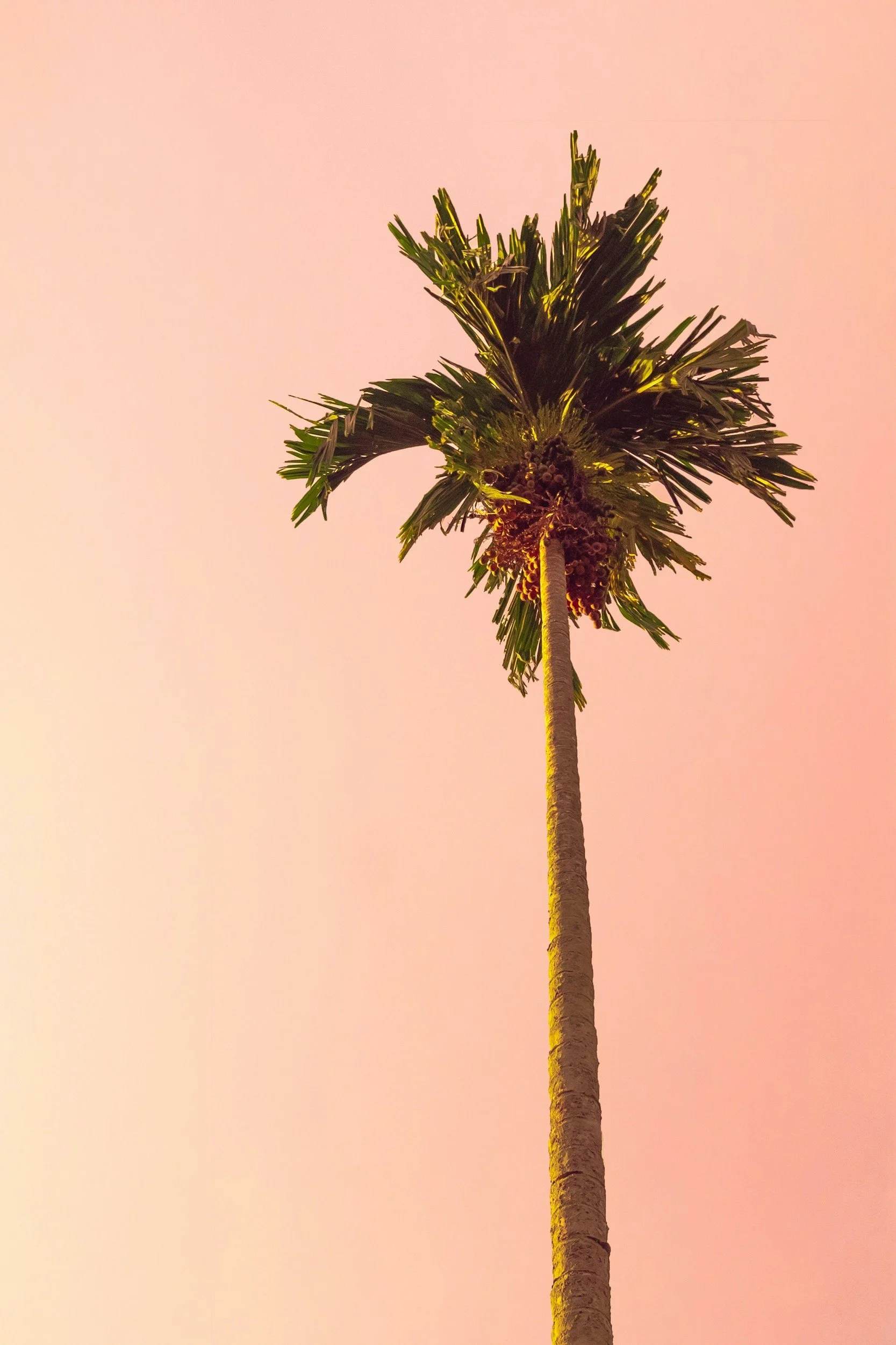 A tall palm tree against a pastel pink sky.