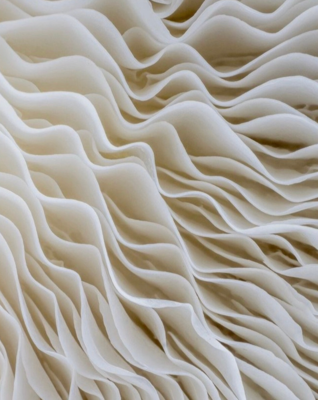 Close-up of pasta or noodle ruffles, showing overlapping, wavy layers of white pasta.