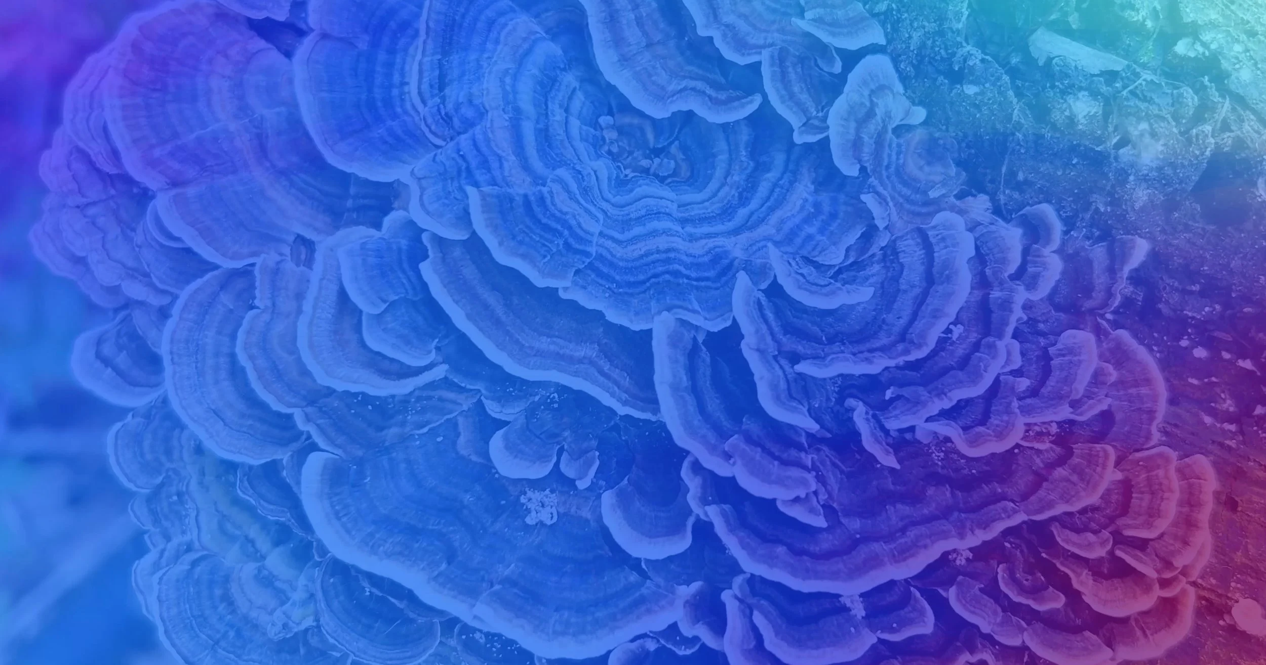 Turkey_Tail_Color_Overlay.jpg