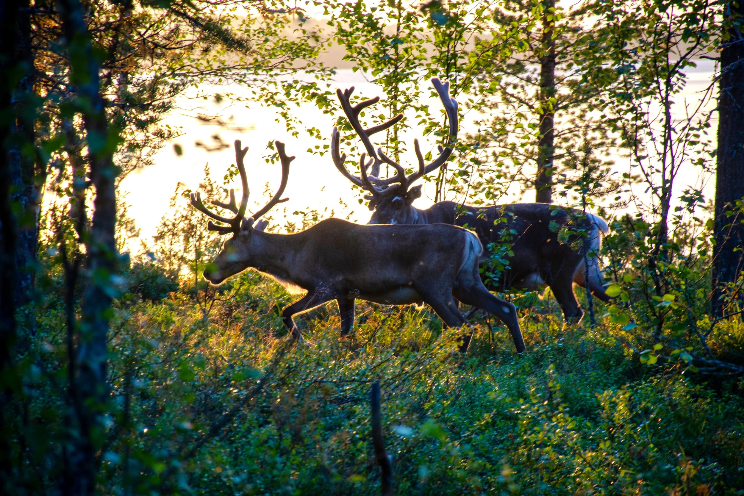 A group of deer walking through a forest at sunset, with trees and green foliage around them.