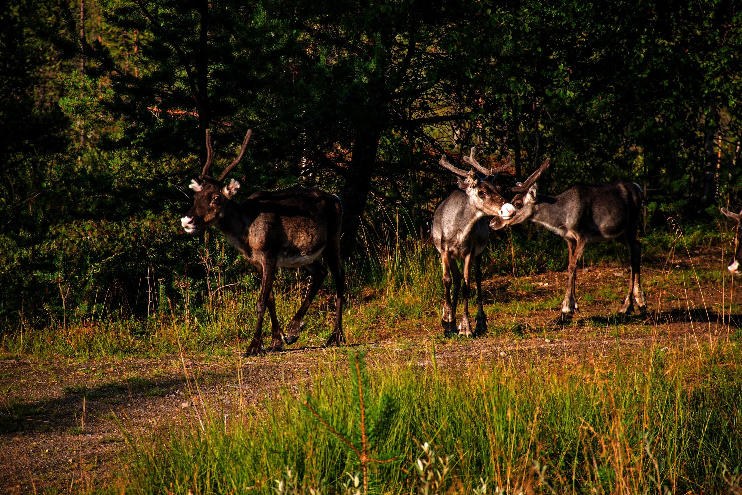 Three reindeer standing on grassy ground near trees in a forested area.