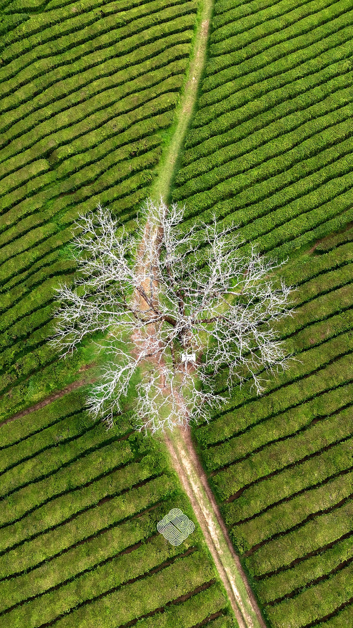 Tea field with tree, Azores