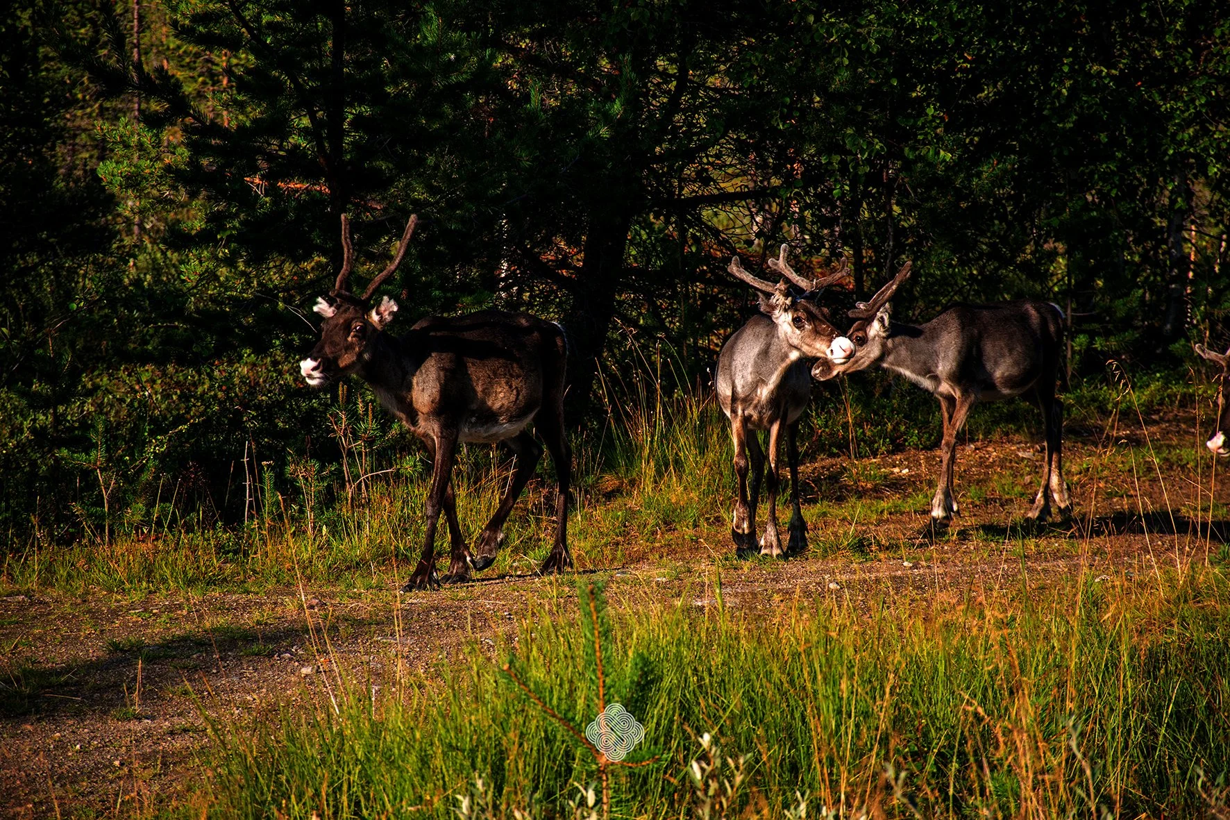 Baby reindeers, Sweden