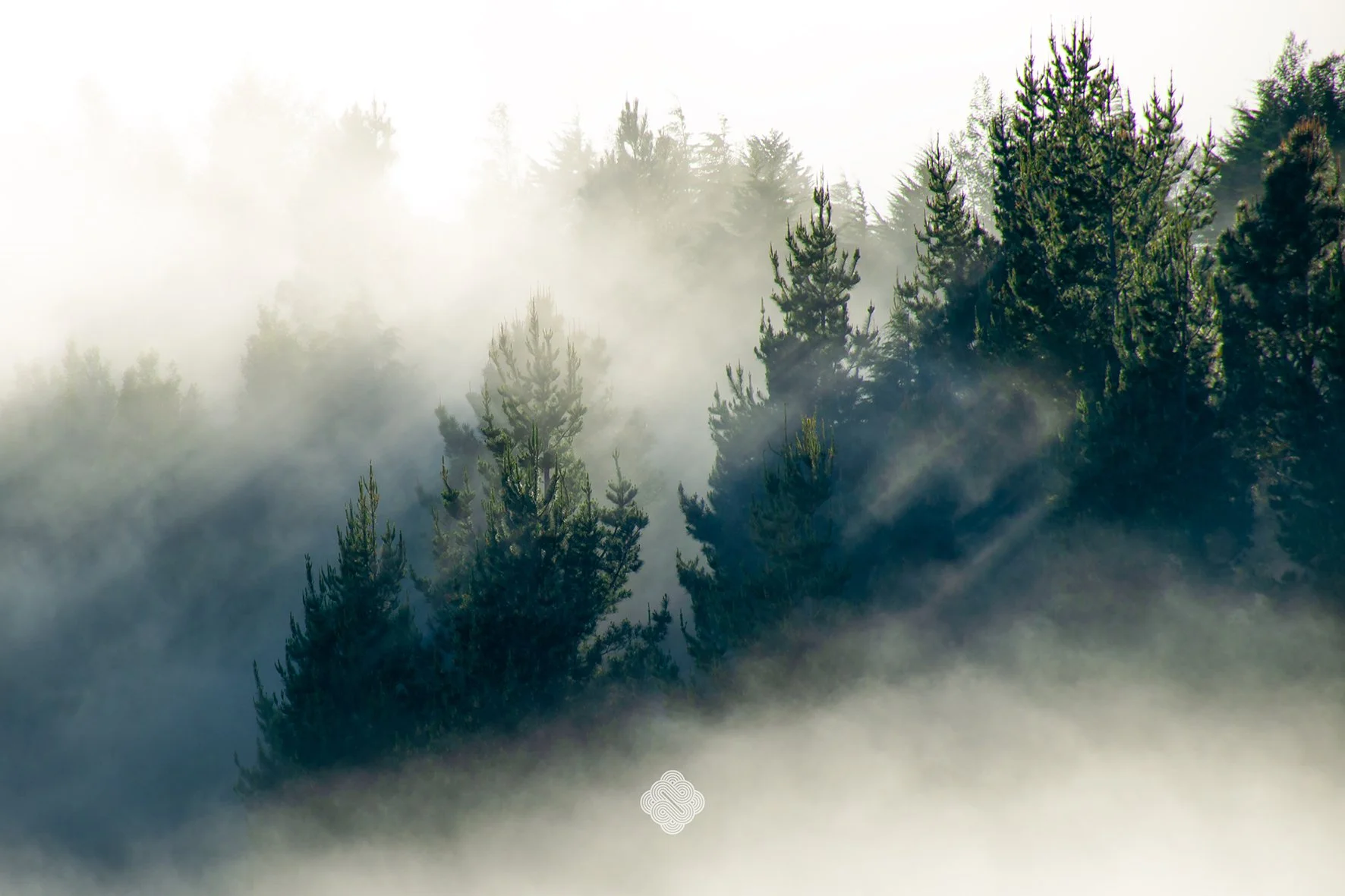 Trees Madeira watermark.jpg