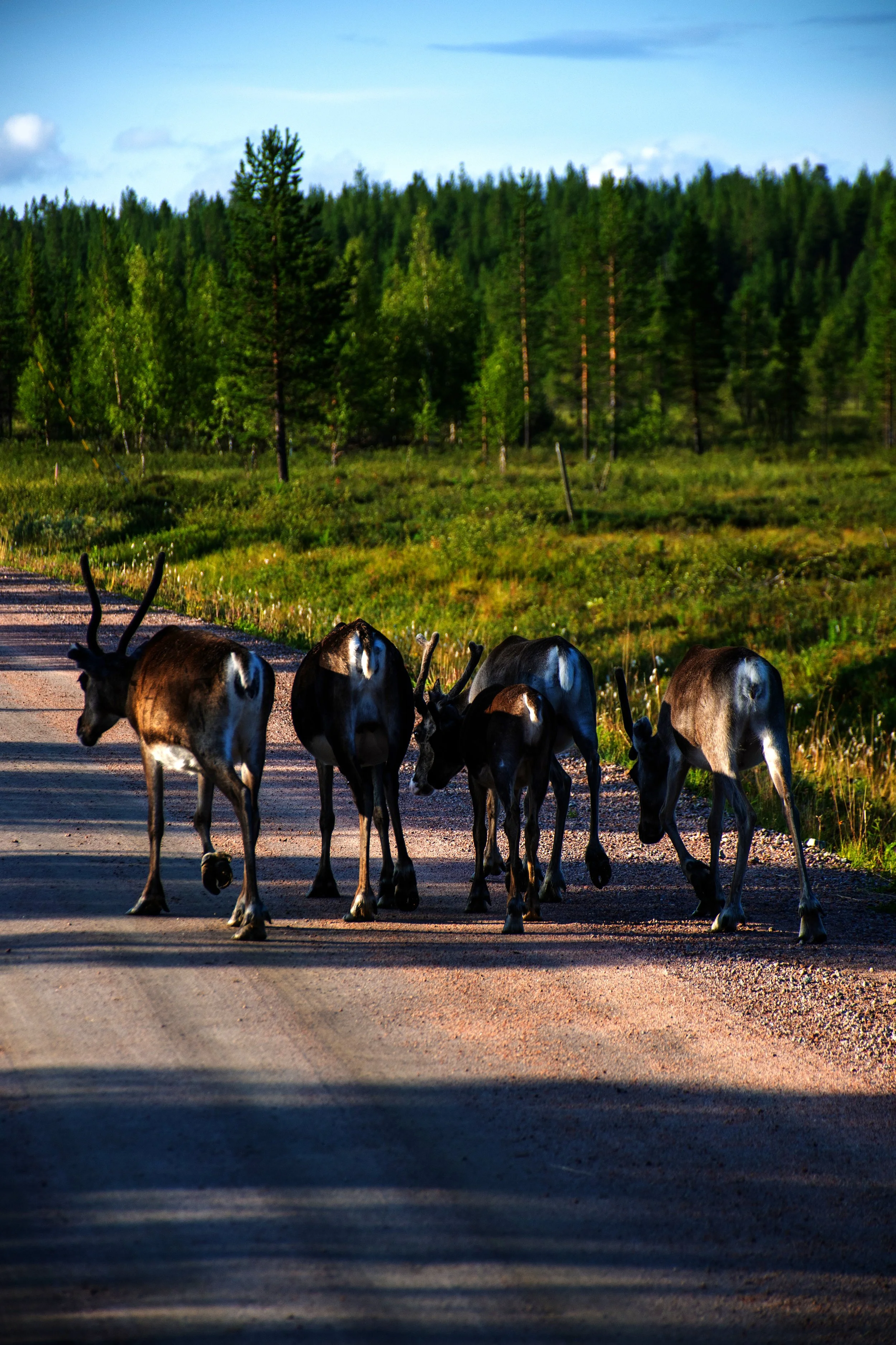 Group of reindeer walking on a dirt road in a forested area with green trees and blue sky.