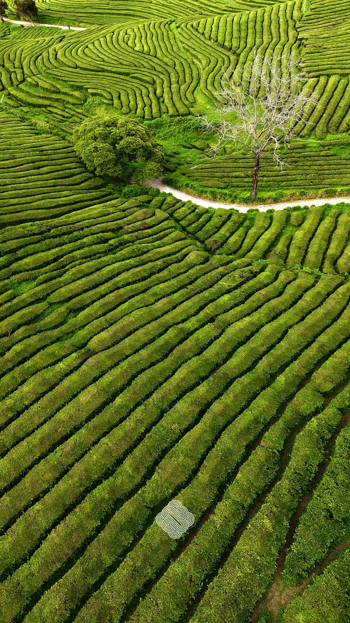 Tea field, Azores