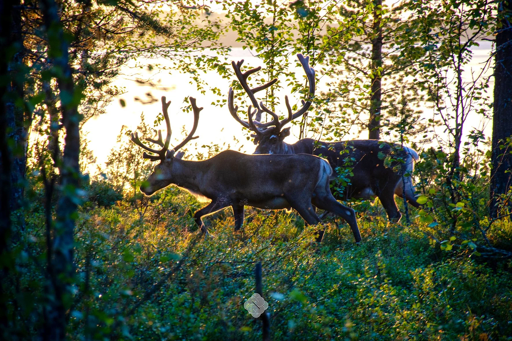 Reindeers golden hour, Sweden