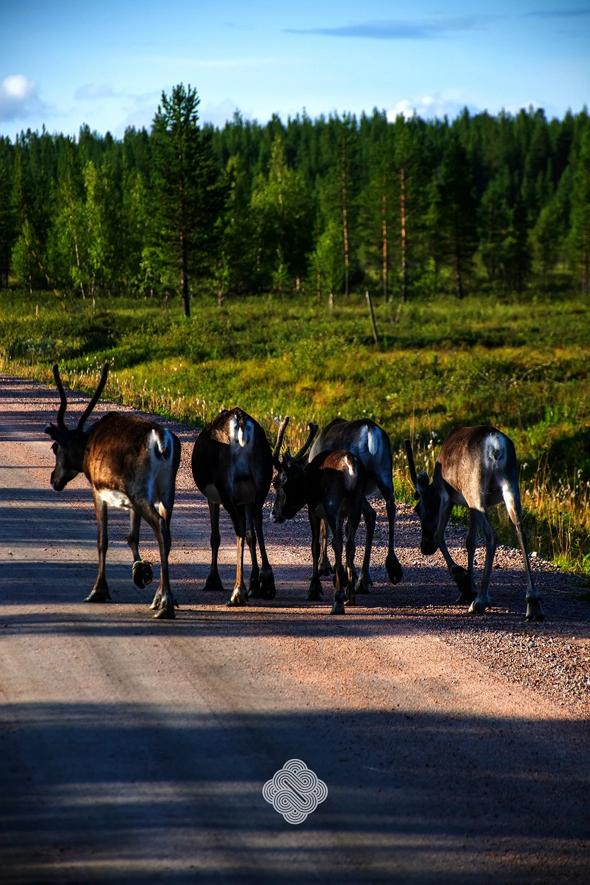 Reindeer family, Sweden