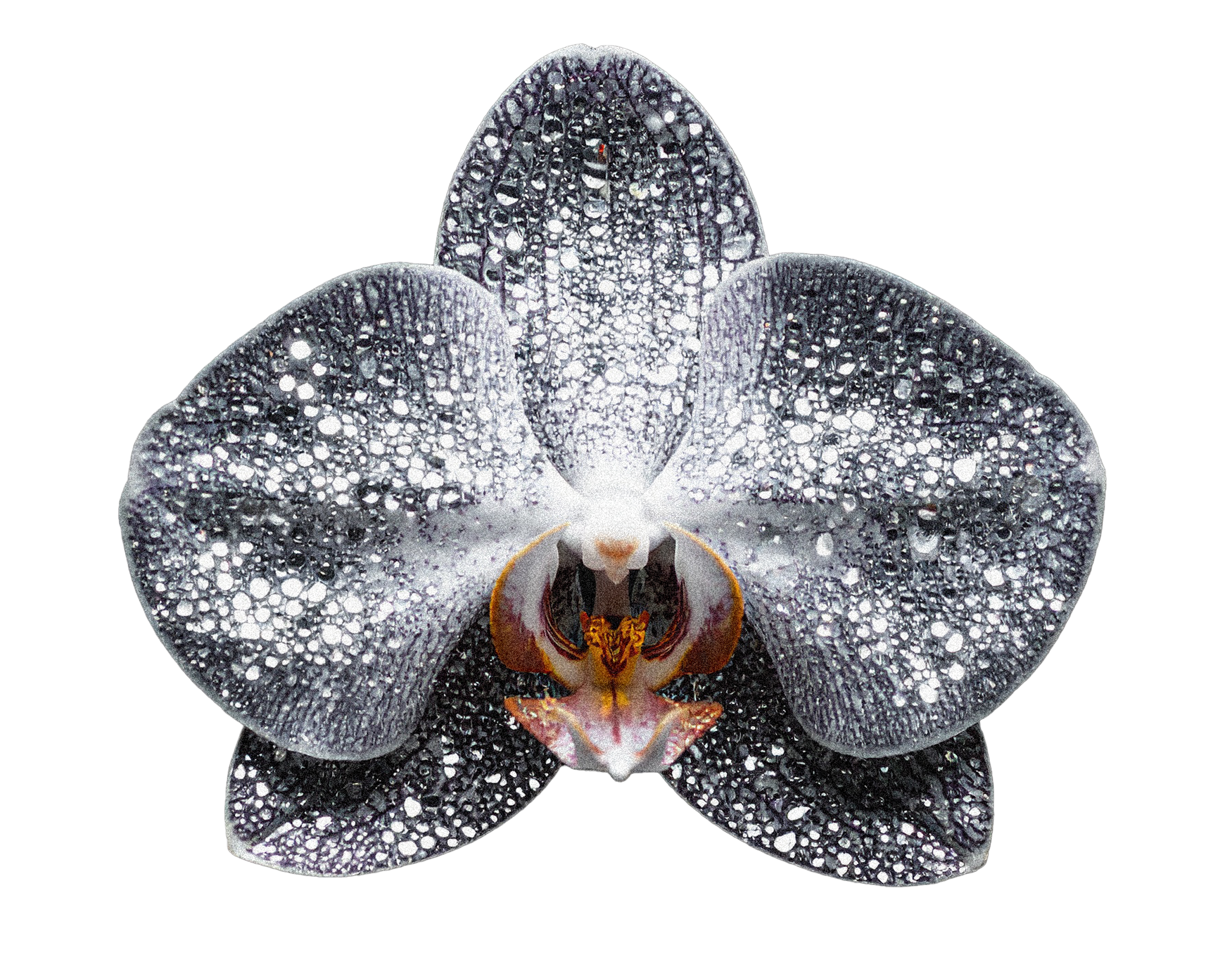 Close-up of a black and white orchid flower with dew drops on its petals, and a colorful center.