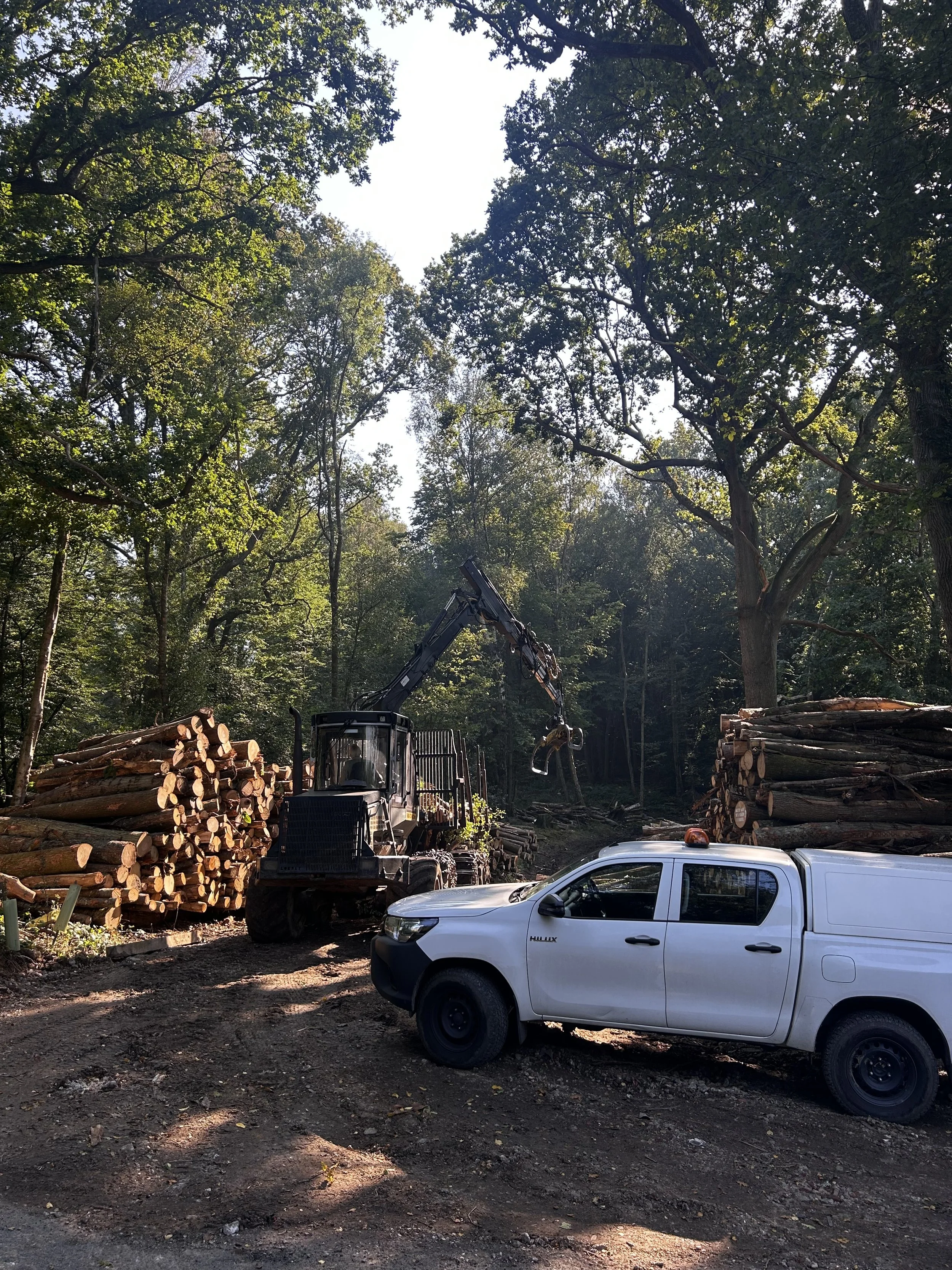 Logging operation in a forest with a white pickup truck and a black excavator lifting logs.