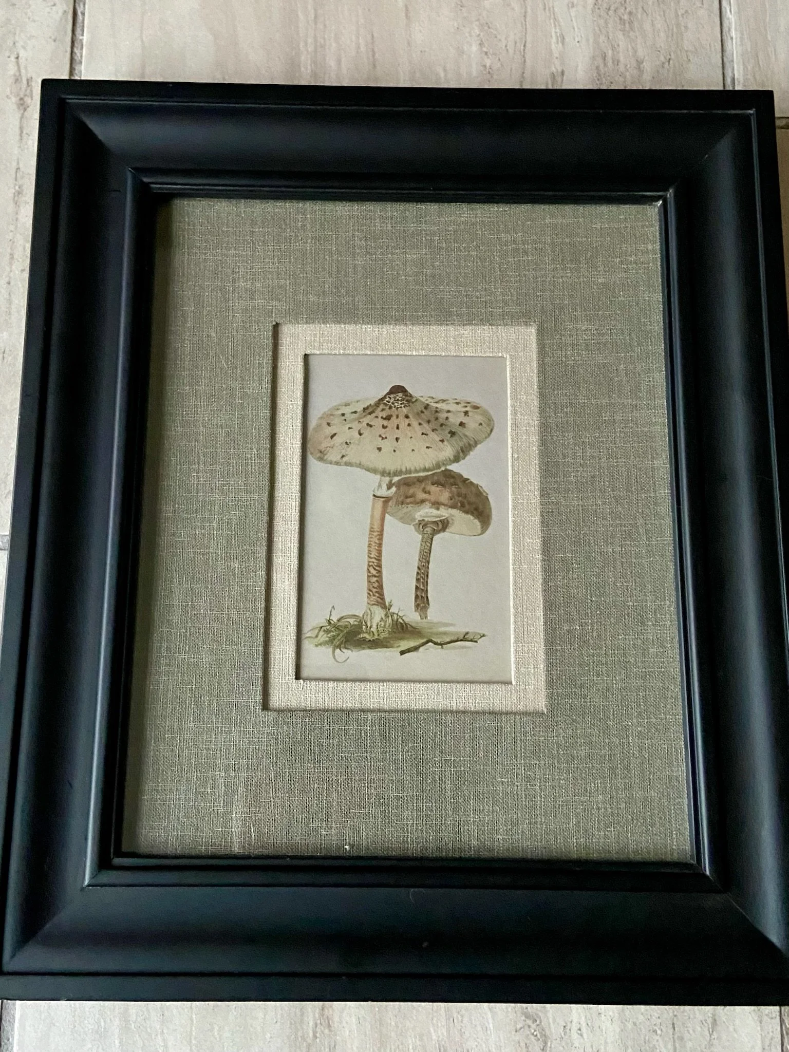 Charming Framed Mushroom Art