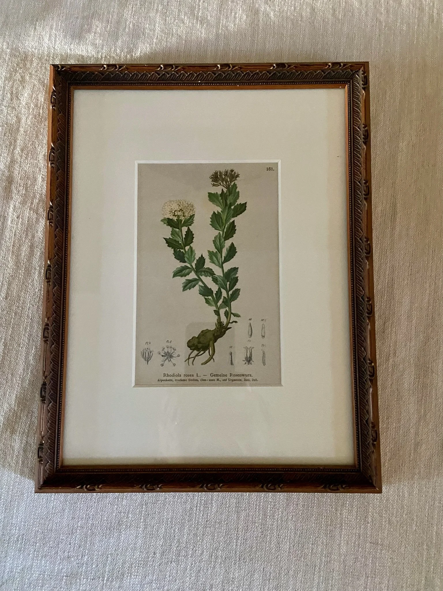 19th Century Botanical Art – Rhodiola Sorbus by Anton Hartinger
