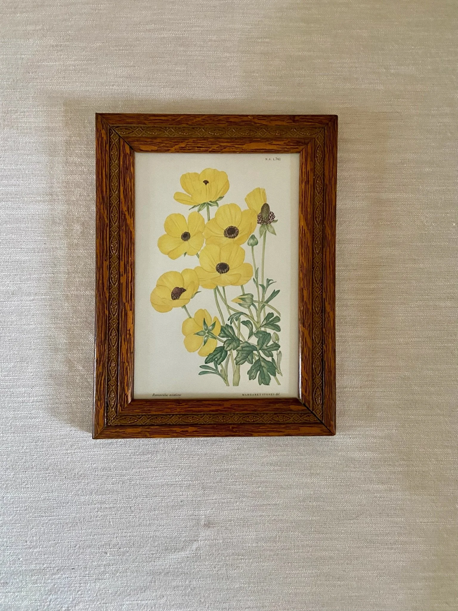 Vintage Framed Persian Buttercup Botanical Art by Margaret Stones