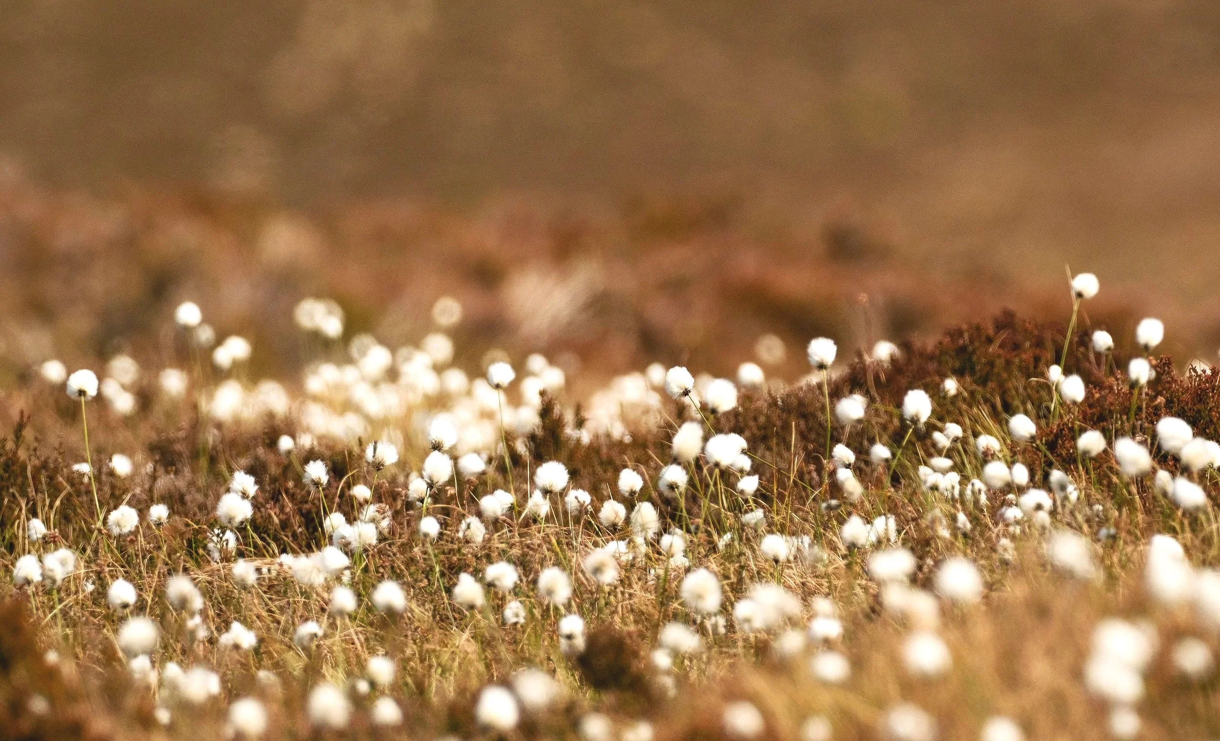 Close-up of white cotton flowers growing in a field with blurred background.