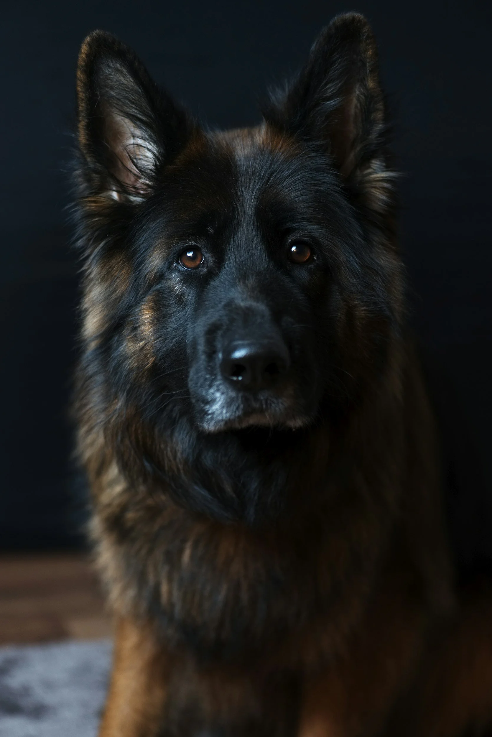 German shepherd dog trainer in Gloucester