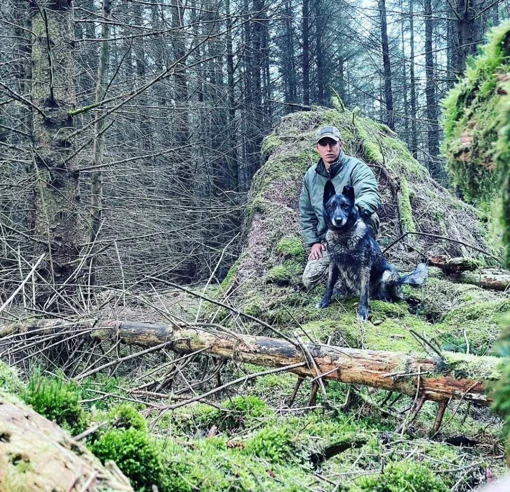 Ex Military working dog trainer with german shepherd cross malinois in Gloucestershire forest - working breed specialist training. dog trainer gloucester