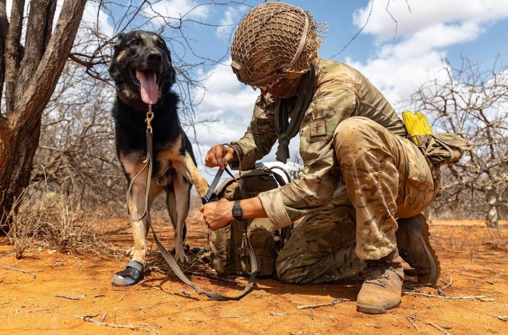 A soldier in camouflage uniform kneeling on the ground, adjusting a harness on a black and tan military working dog in a desert environment with leafless trees.