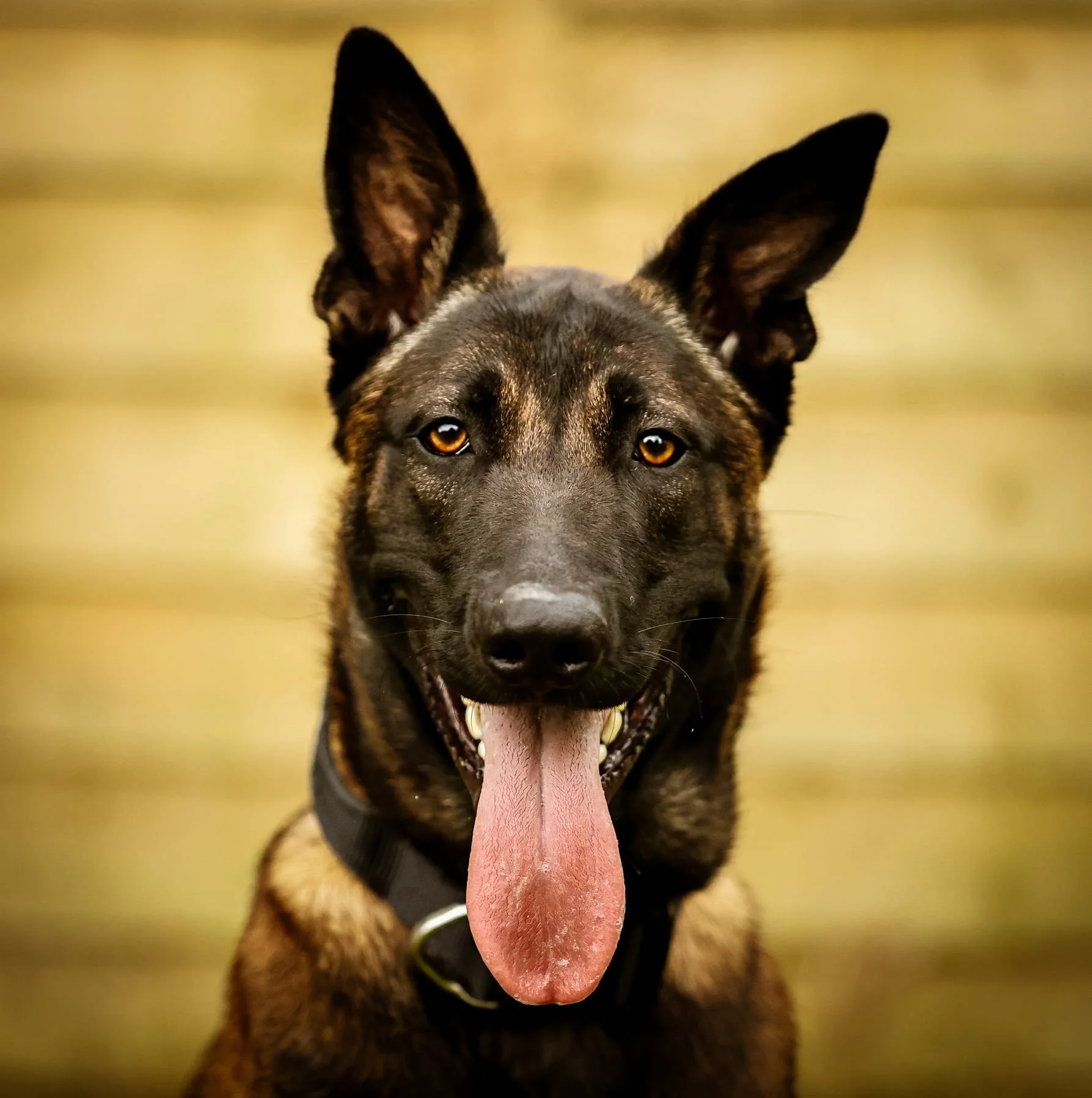 Close-up of a happy Belgian Malinois dog with large ears, tongue out, and a black collar, against a blurred yellow wooden background.