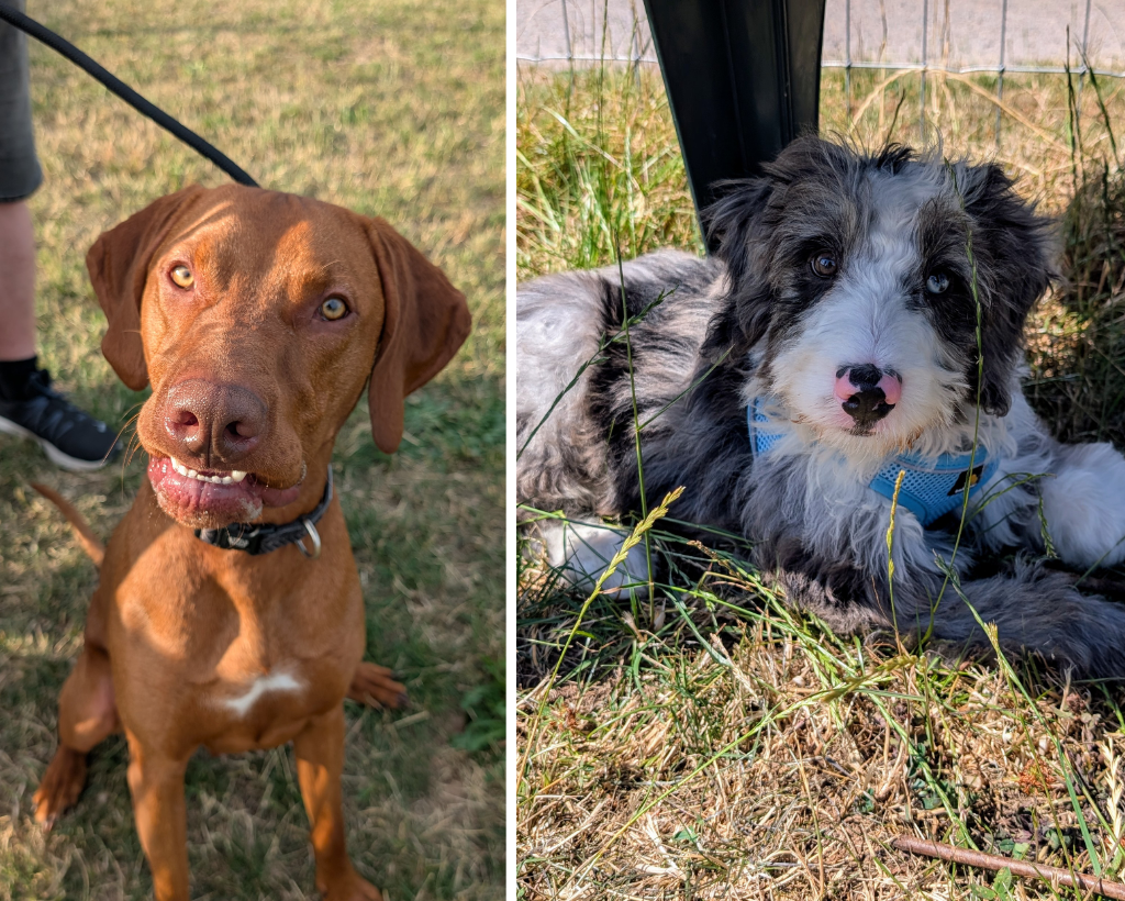 Puppy training in Gloucestershire - early socialisation and obedience for young dogs