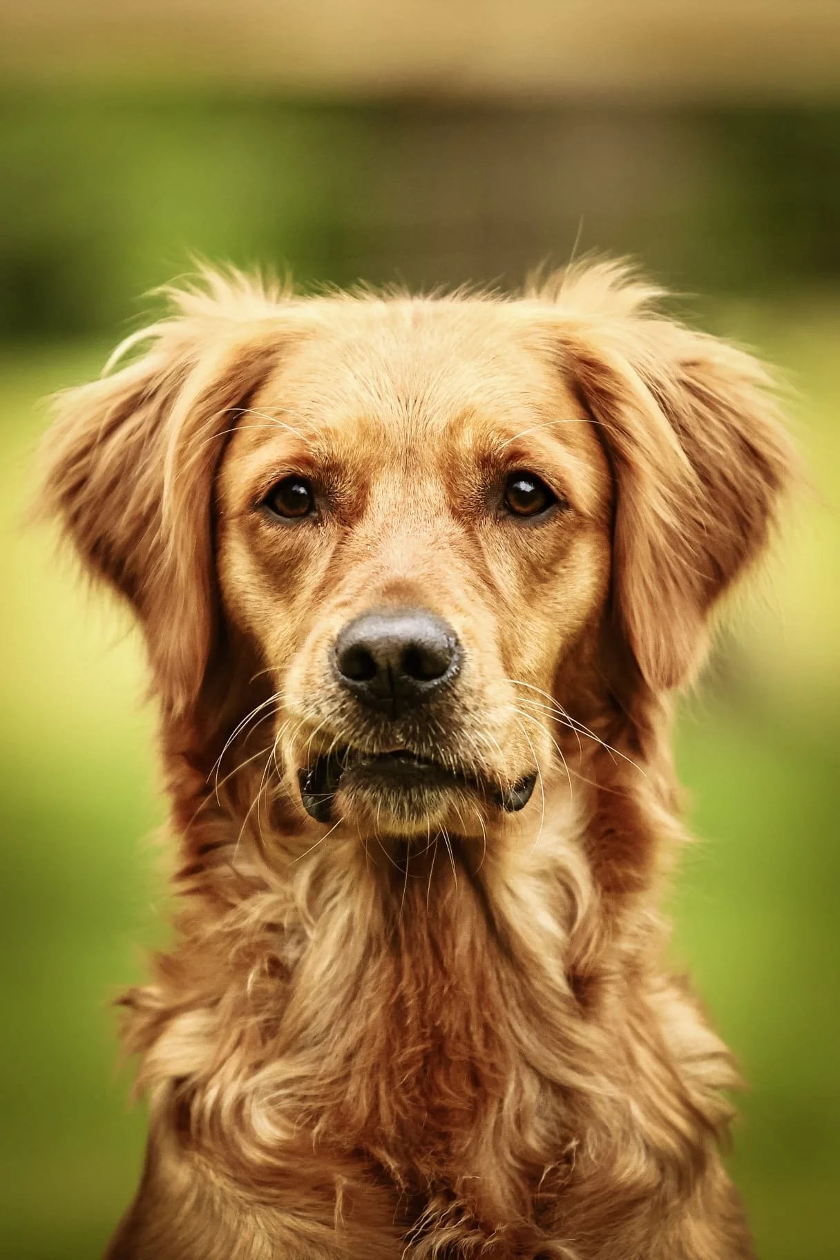one to one dog training session in gloucester - loose lead walking and recall training