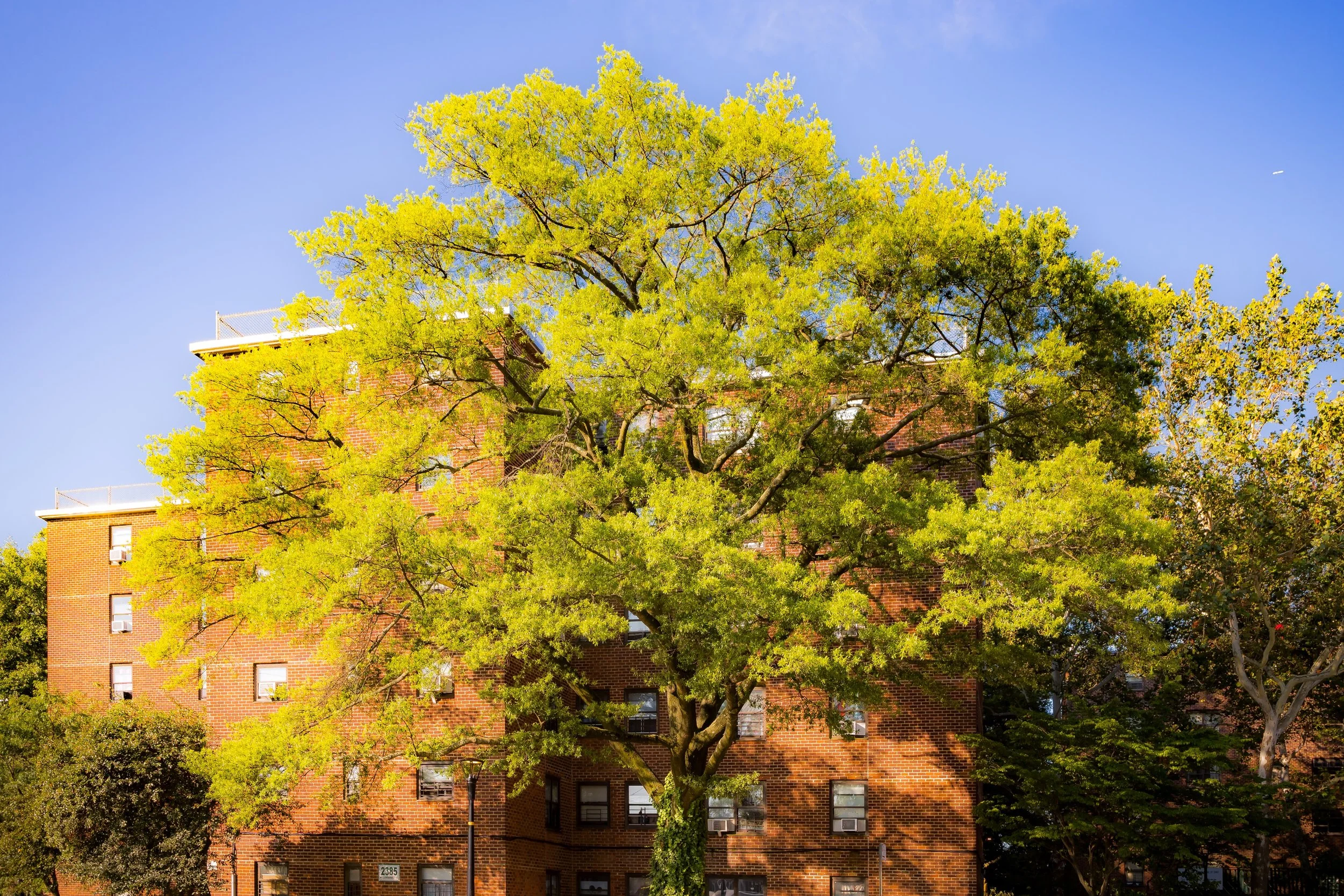 Leafy green trees in front of a brick apartment building on a sunny day with a clear blue sky.