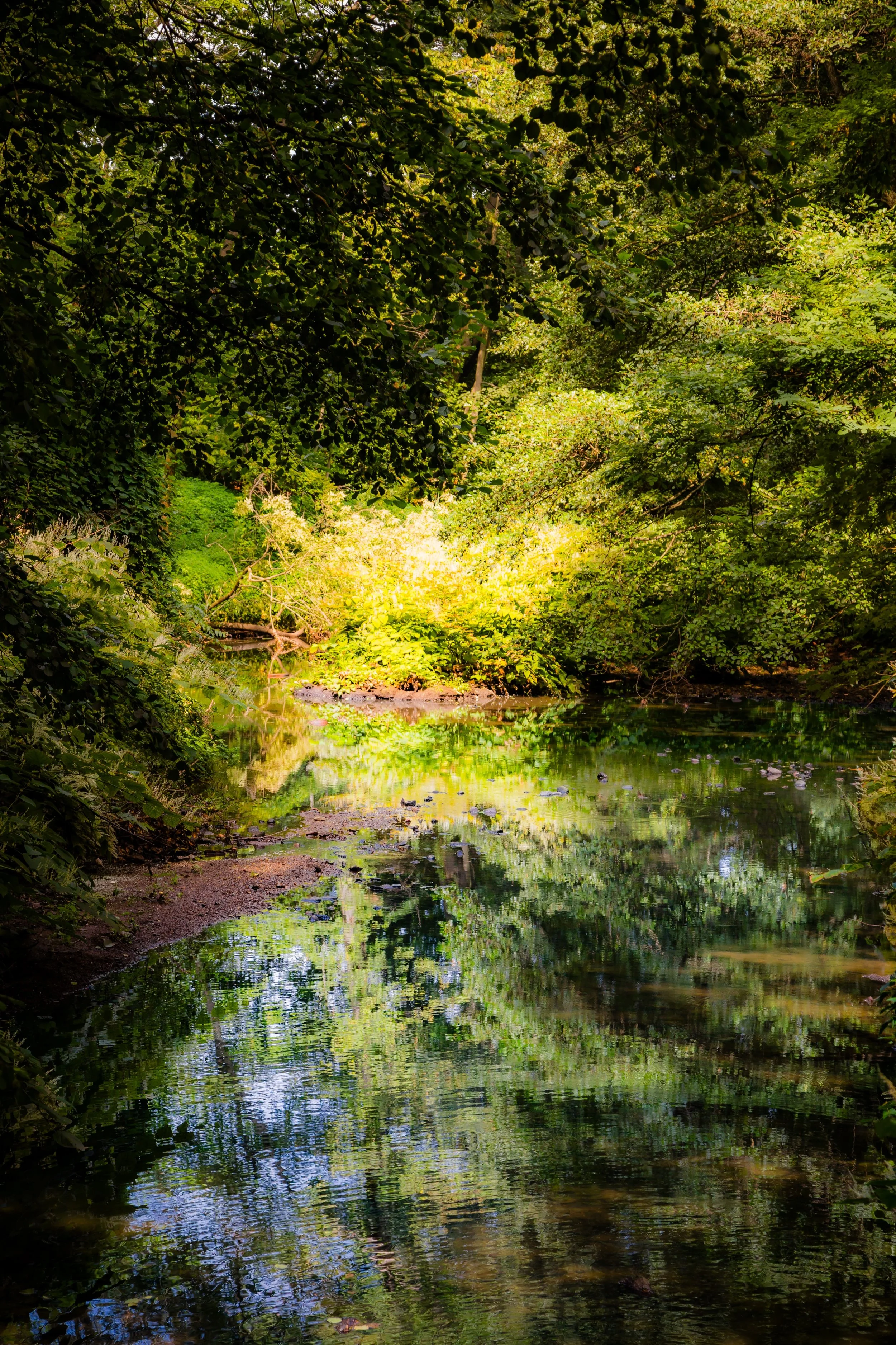 A serene forest scene with a narrow, calm stream reflecting the surrounding green foliage and trees, some sunlight filtering through the leaves.