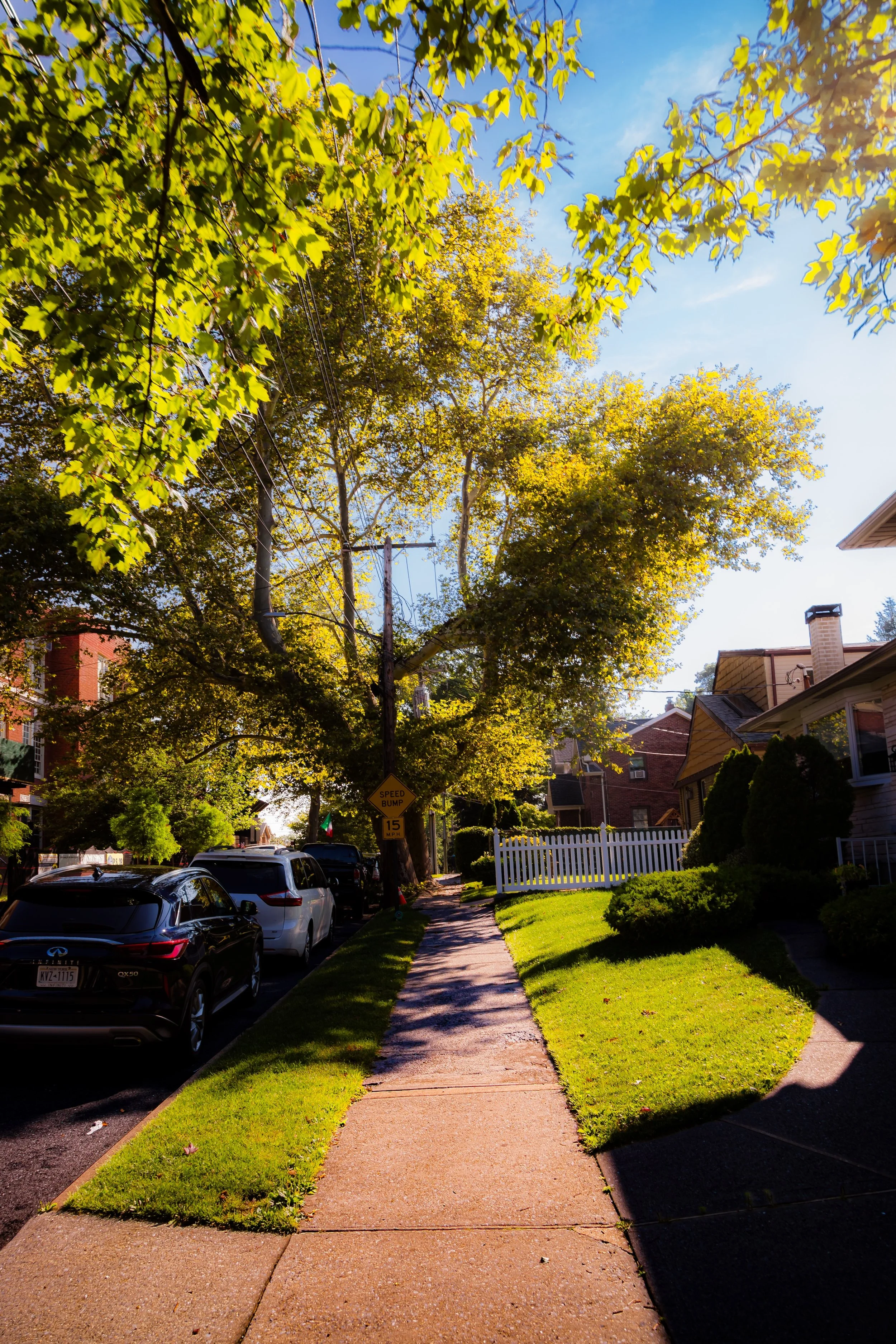 A sunlit residential street with parked cars and lush green trees lining the sidewalk, blue sky overhead.