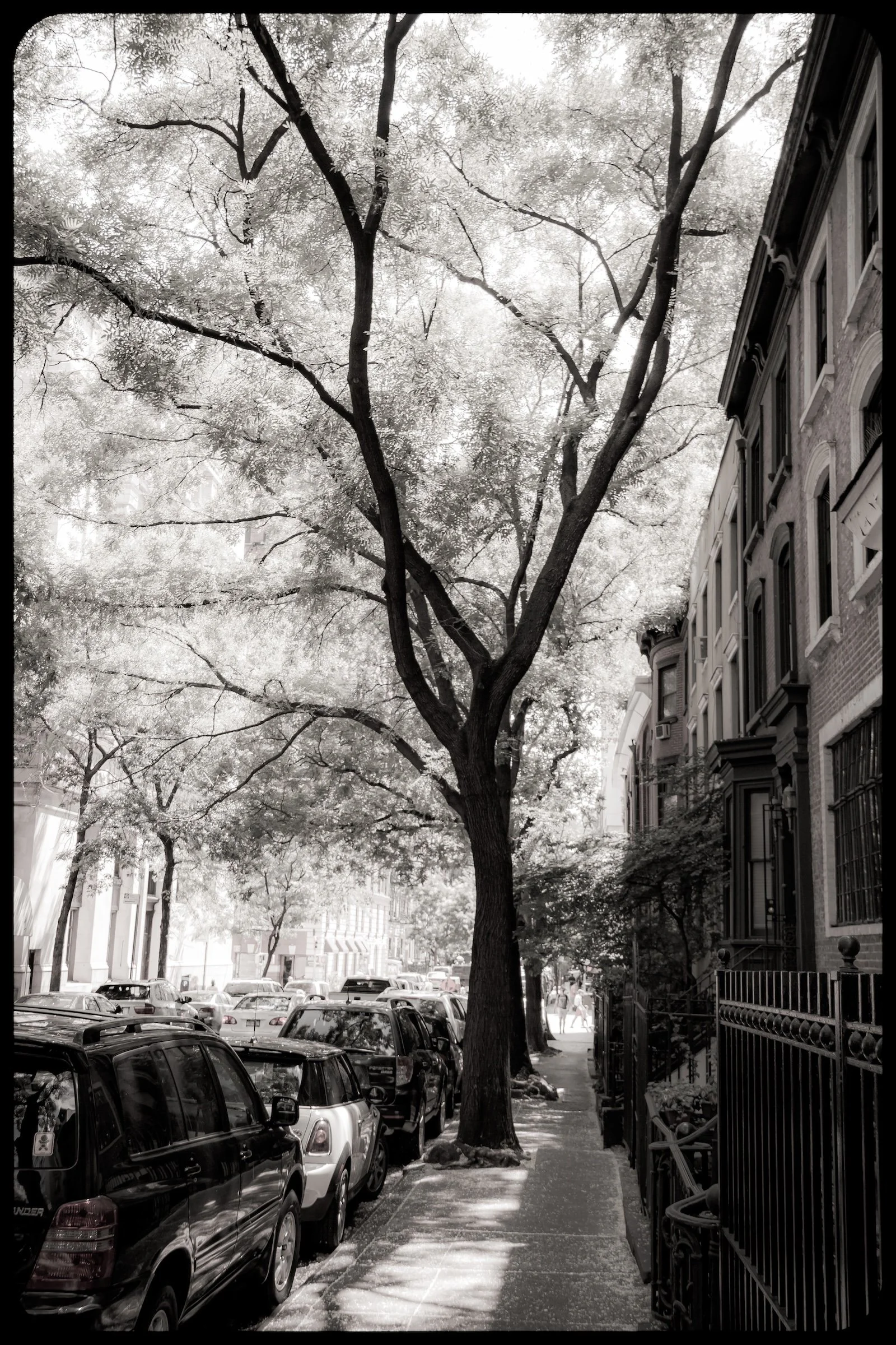 The Dreaming Tree - Click To Purchase Print
