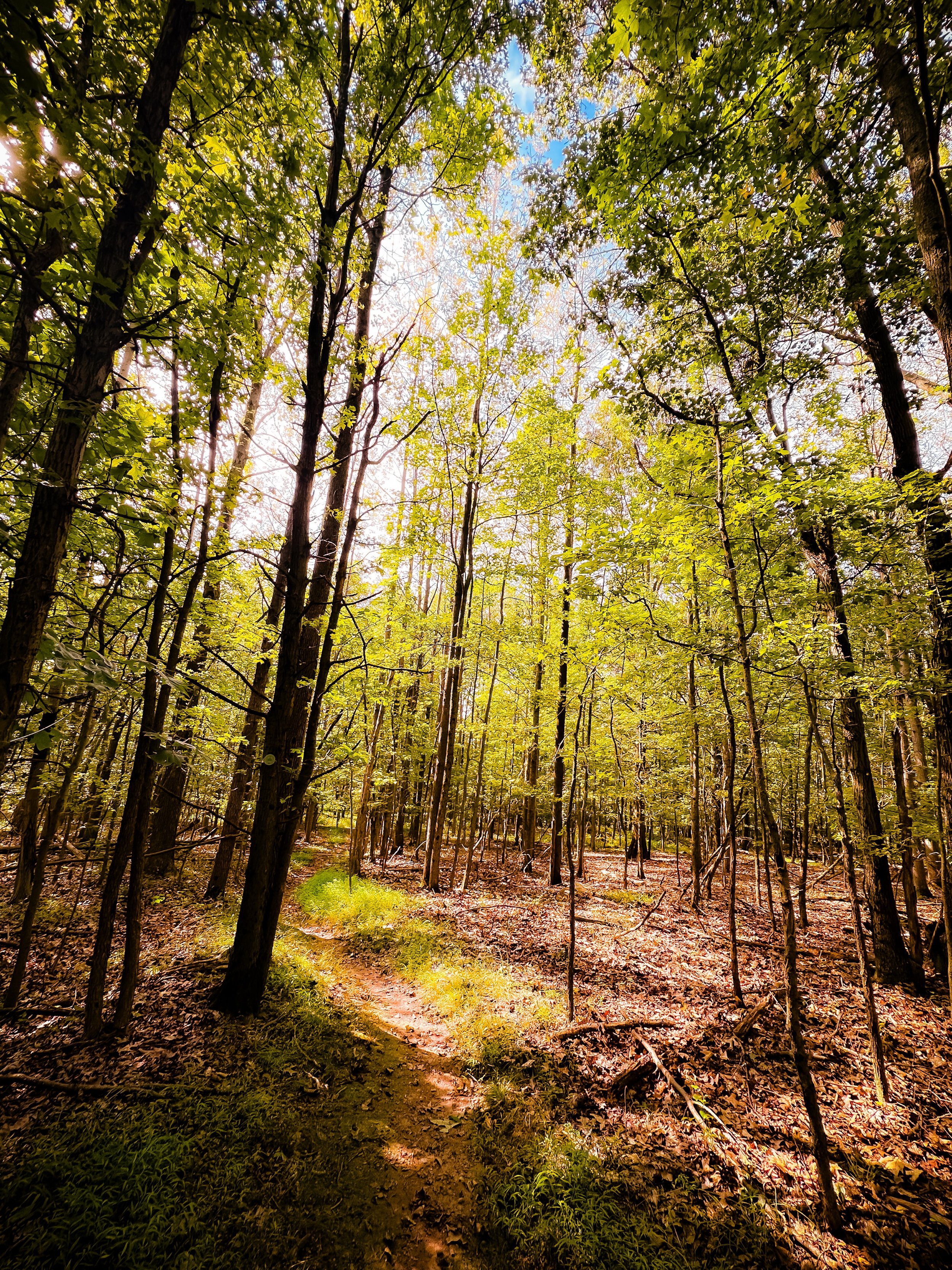 A sunlit forest trail surrounded by tall trees with green leaves and a dirt path.