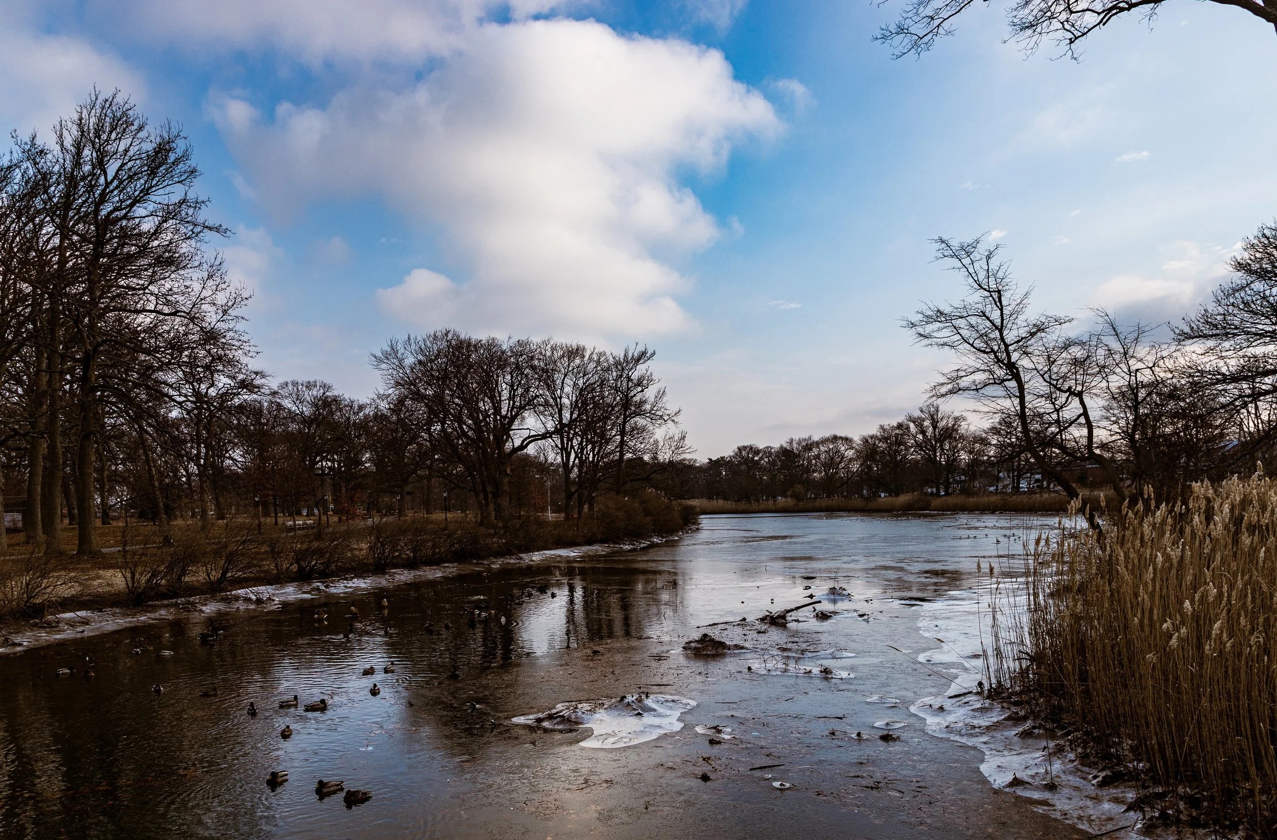 A winter scene of a partially frozen pond surrounded by leafless trees and tall dried grasses, against a partly cloudy sky.