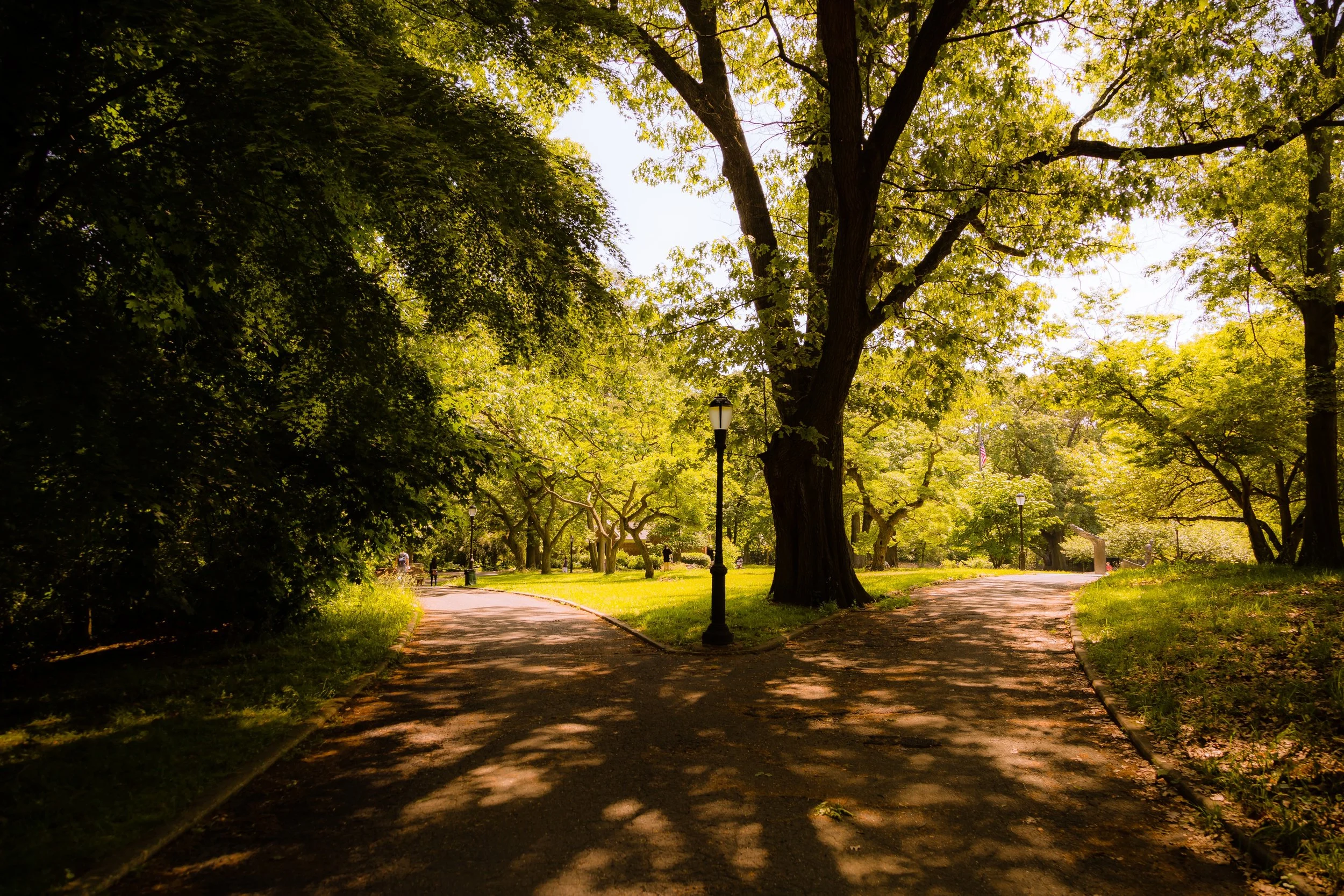 A park scene with a paved walkway splitting into two paths, tall trees with green leaves, and a streetlamp at the intersection.