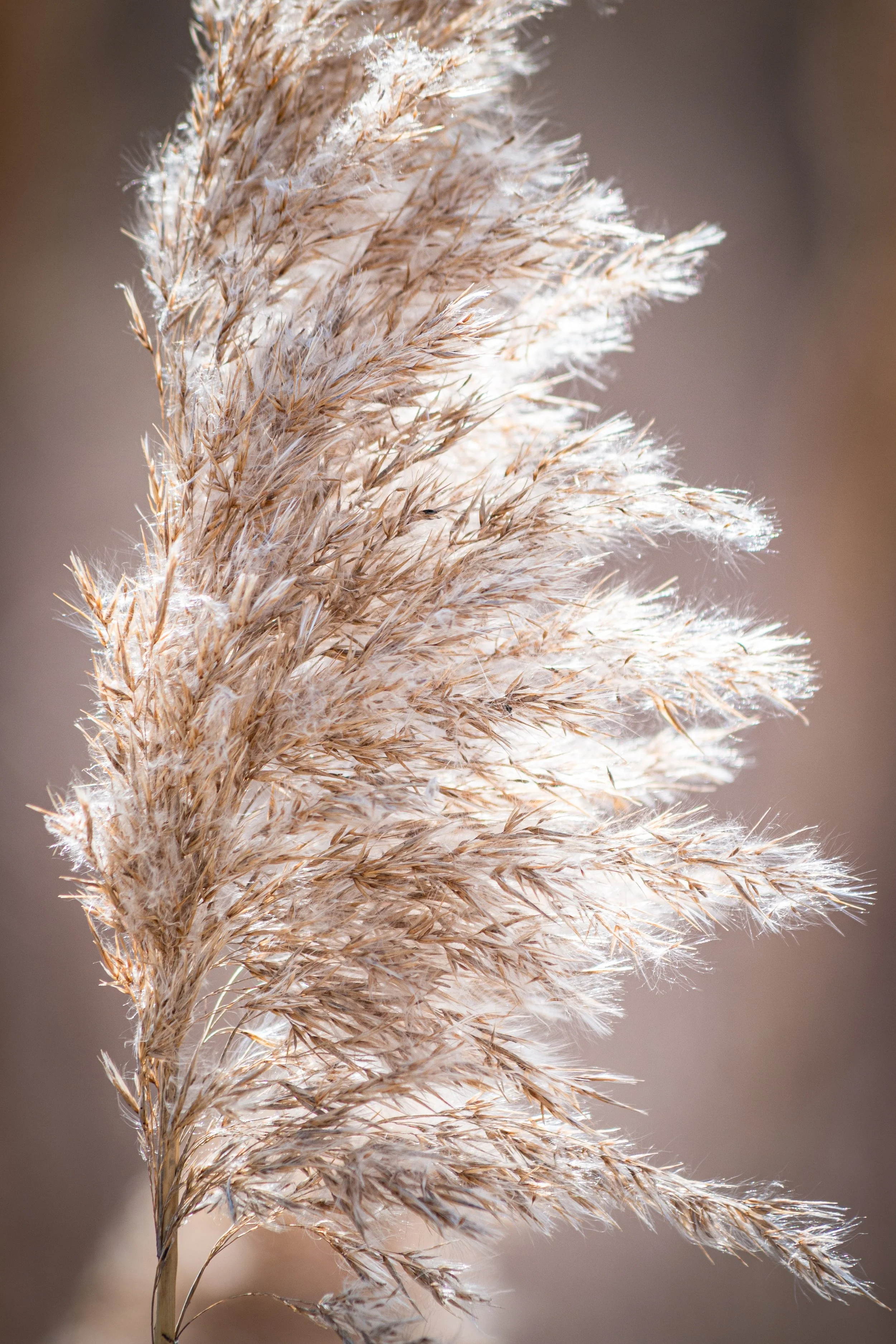 Close-up of a pampas grass plume with a blurred neutral background.